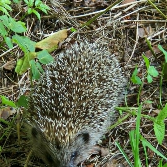 Iliustracija
